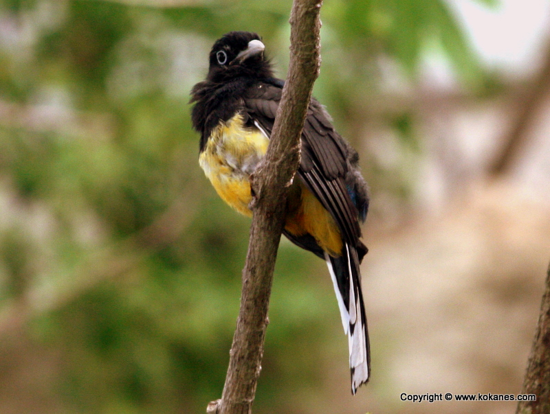 Perching Birds